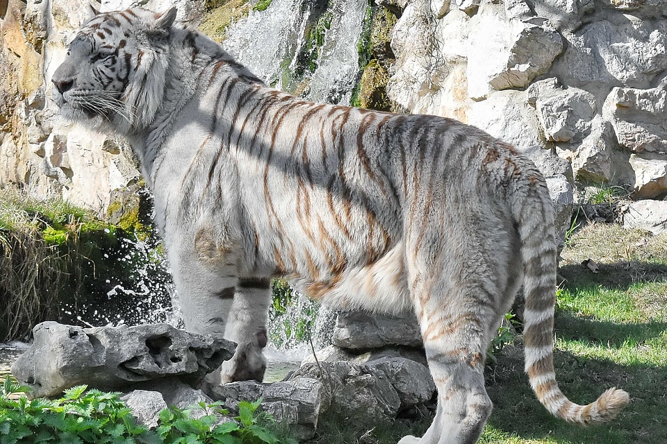 Albino animal nature