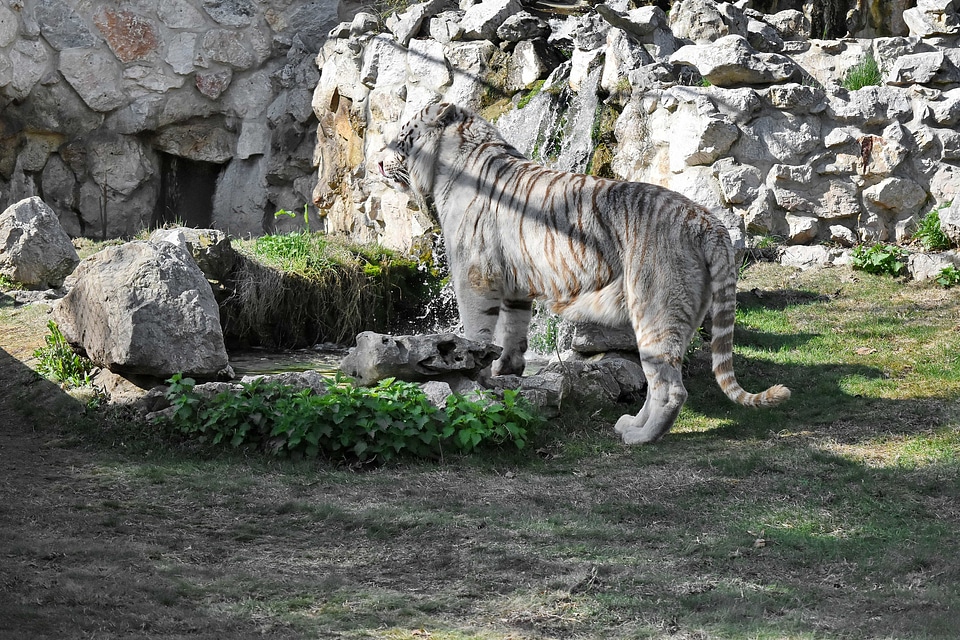 Stripes tiger safari