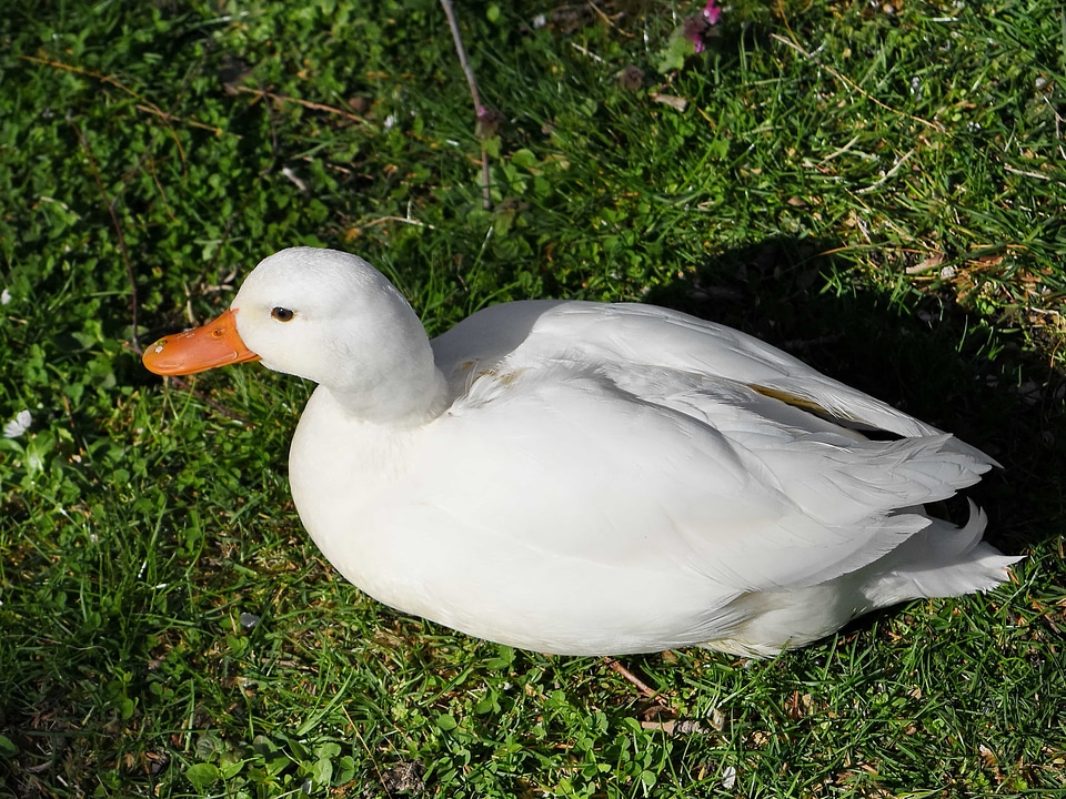 White feather wildlife
