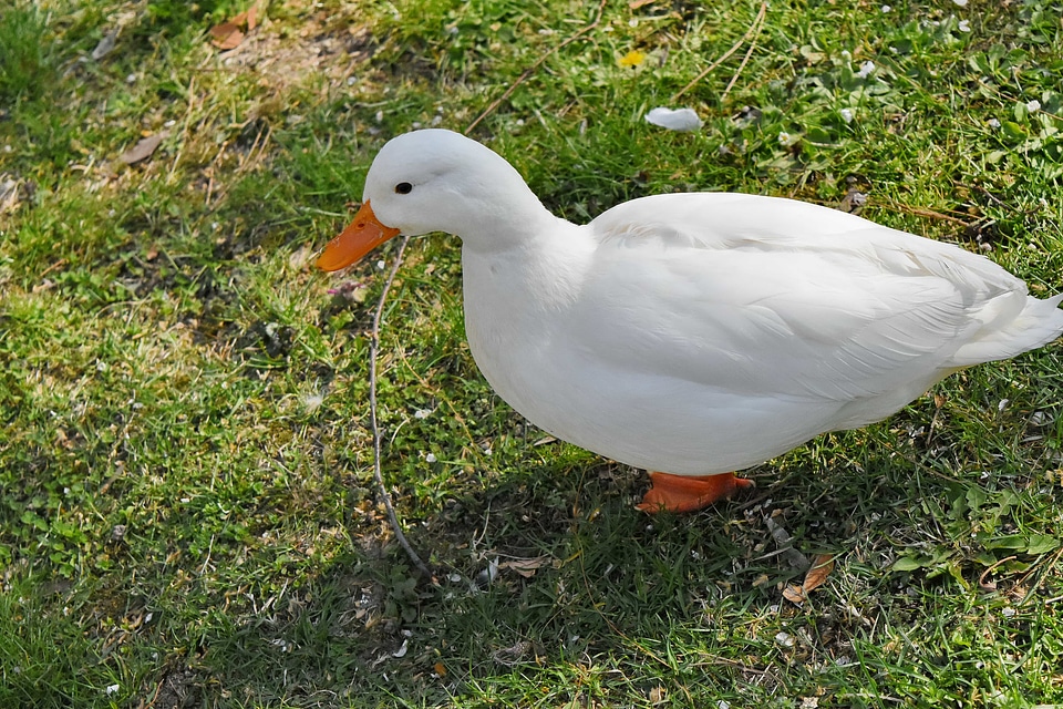 Aquatic Bird wildlife duck photo