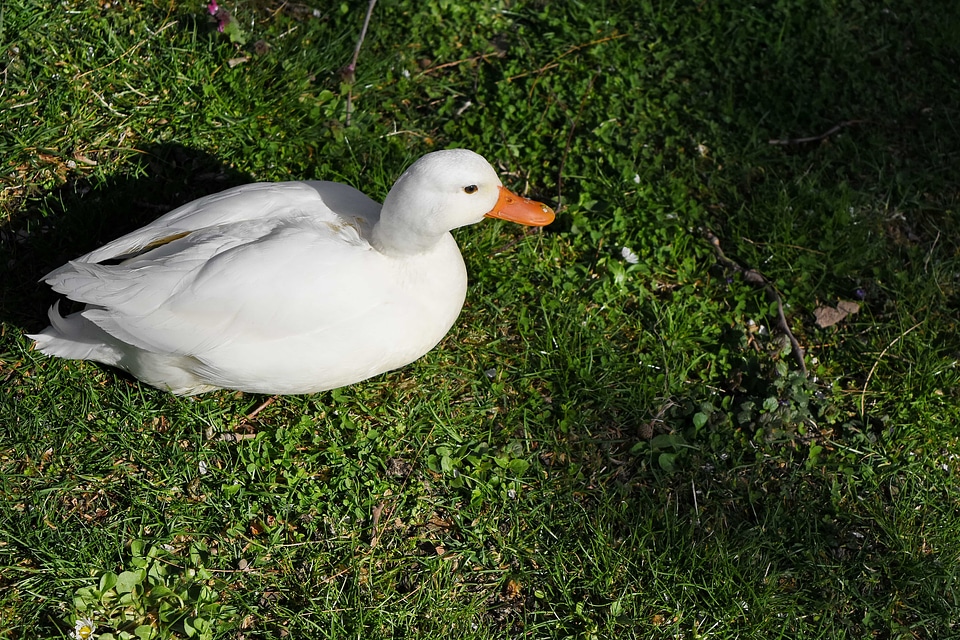 Bird waterfowl duck photo