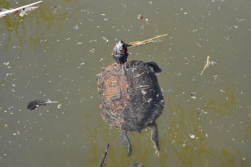 Water turtle reptile