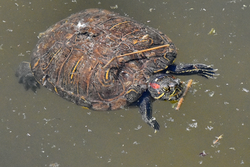Reptile wildlife water