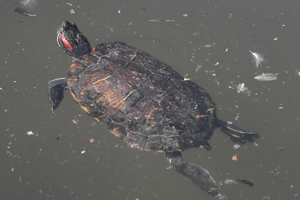 Turtle reptile water