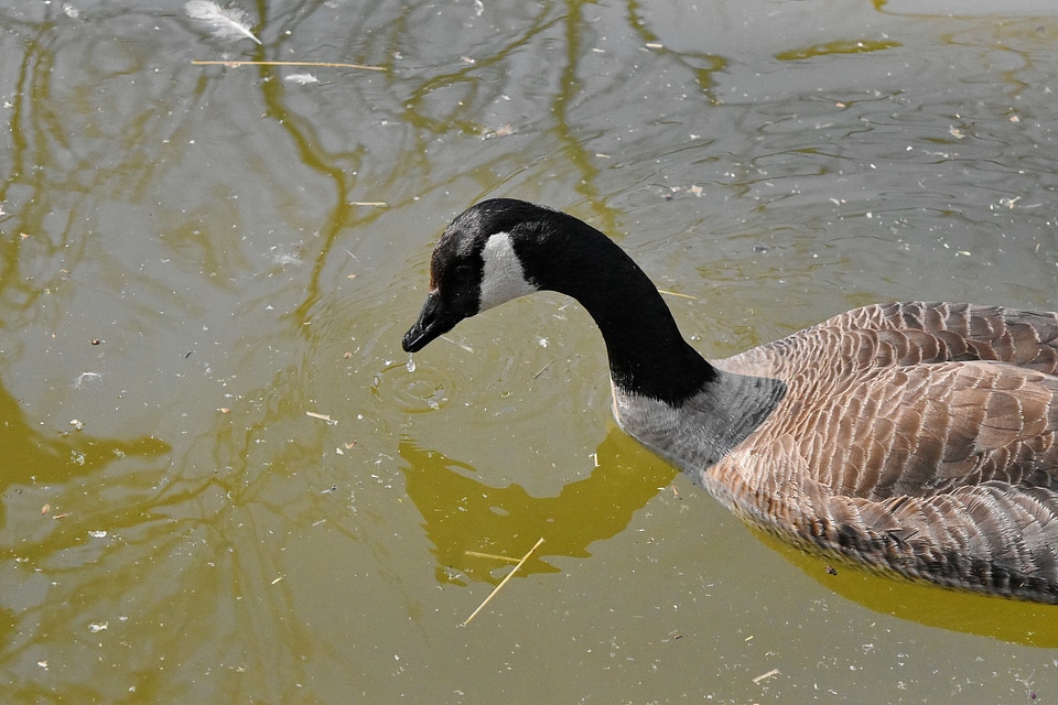 Aquatic Bird waterfowl bird
