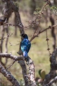 Africa superb starling lamprotornis superbus