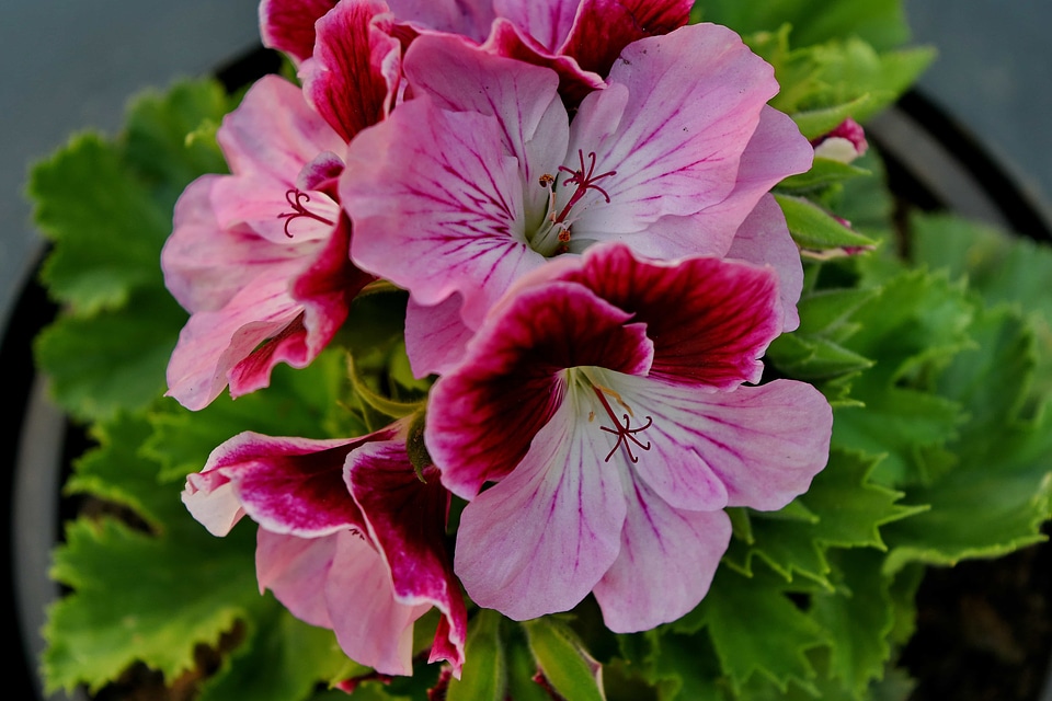 Flower Garden pistil herb