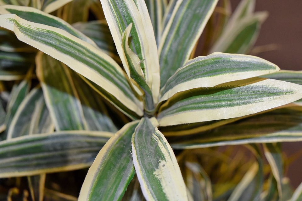 Nature tropical leaf