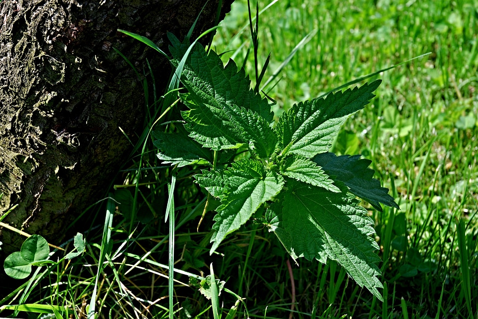 Strain grass shadow