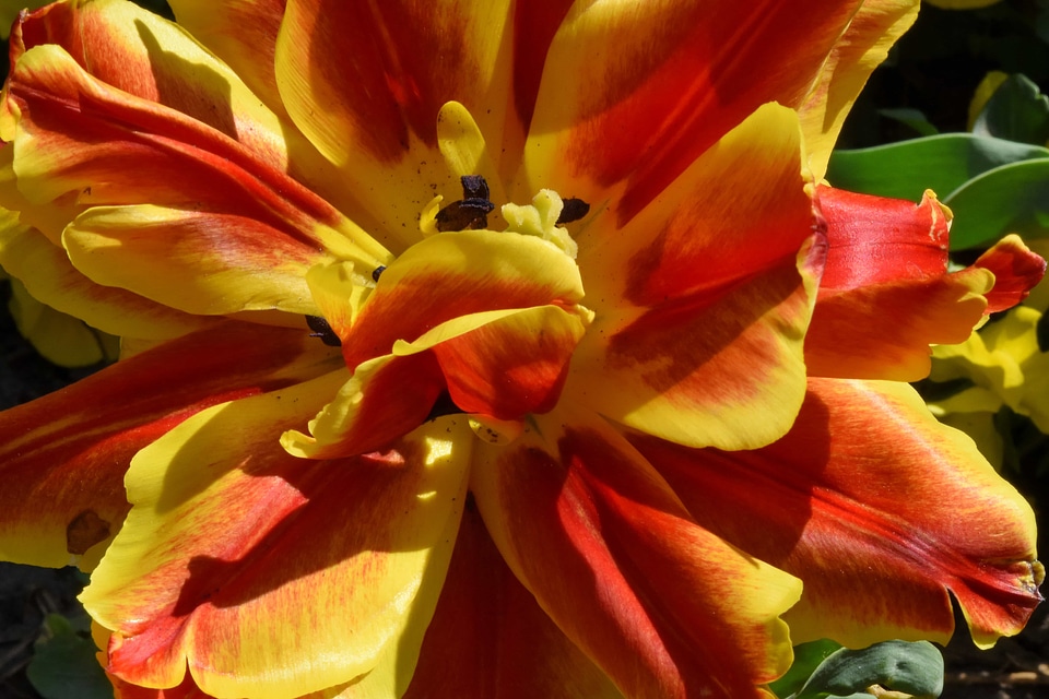 Detail flower garden flowers