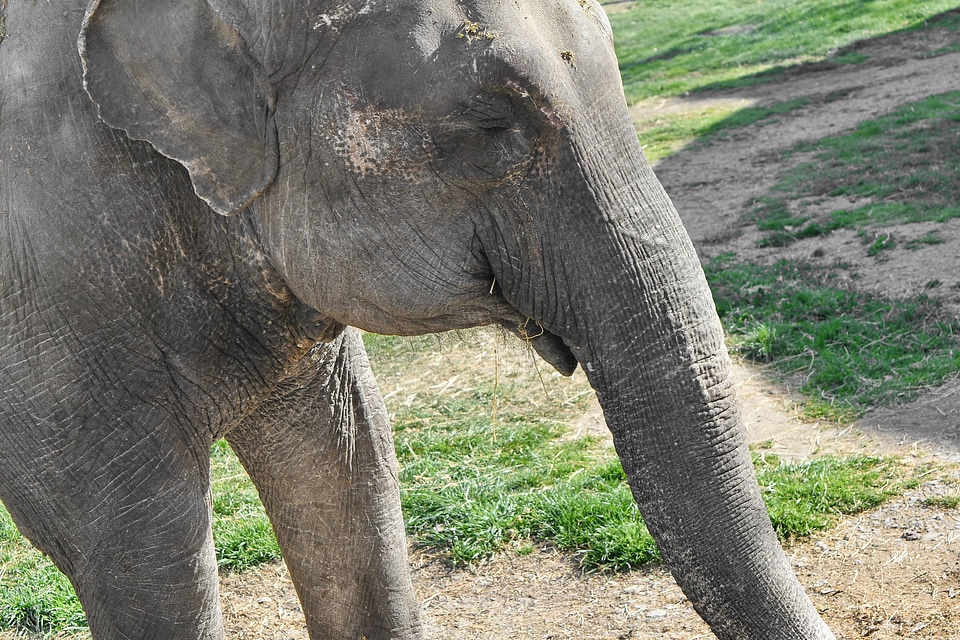 Elephant zoo wild