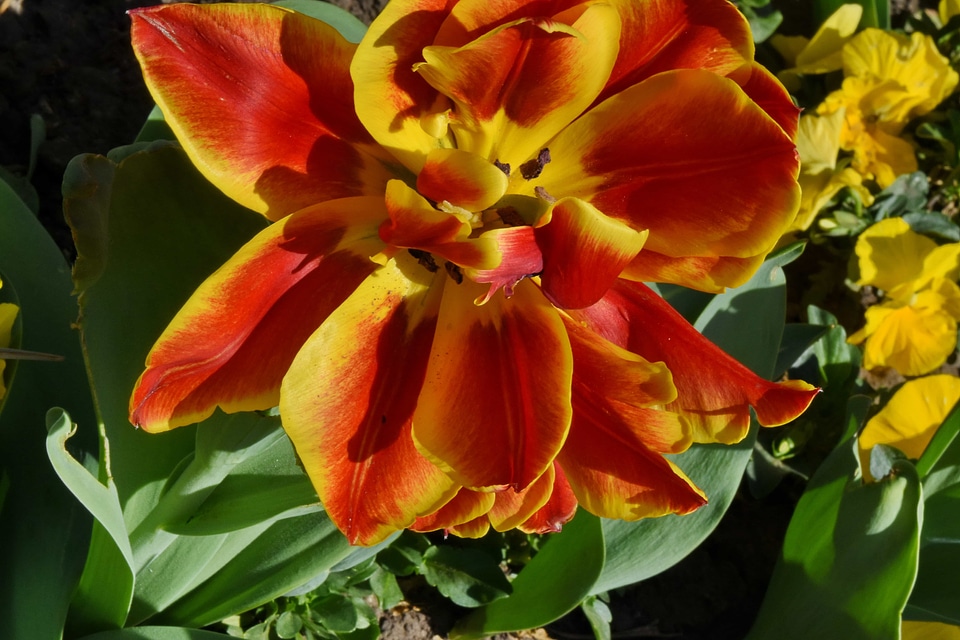 Detail pistil pollen