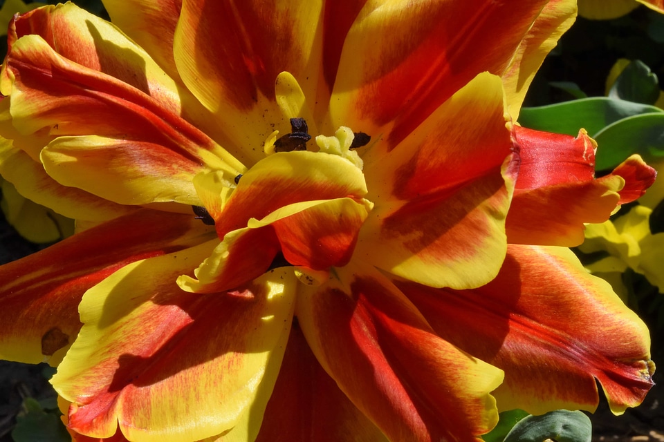 Tulip blossom nature