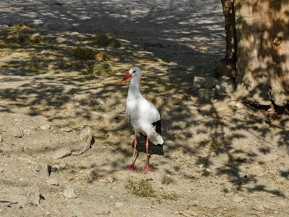 Wading Bird aquatic bird bird photo