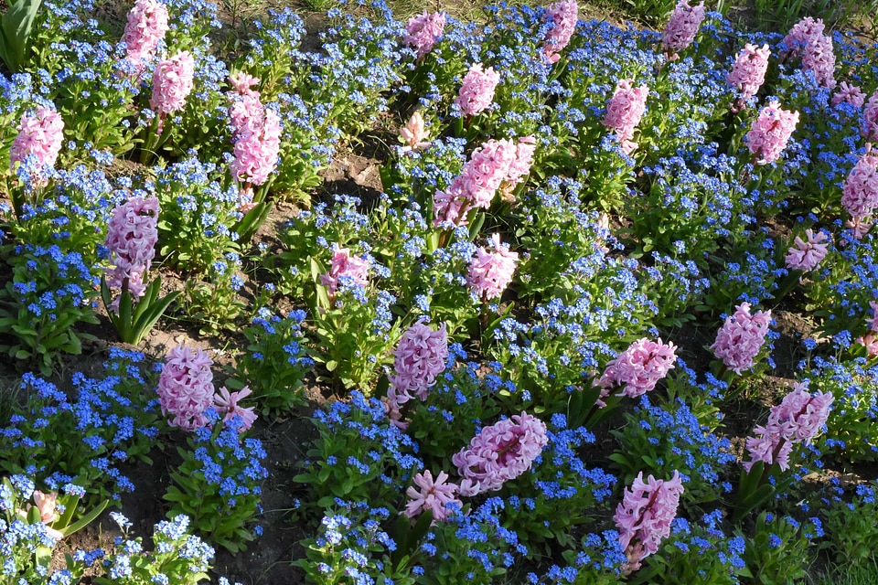 Plant shrub garden