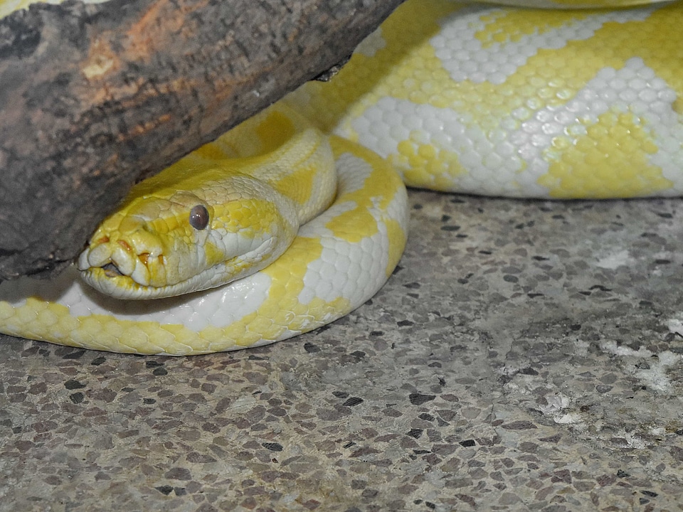 Python albino animal