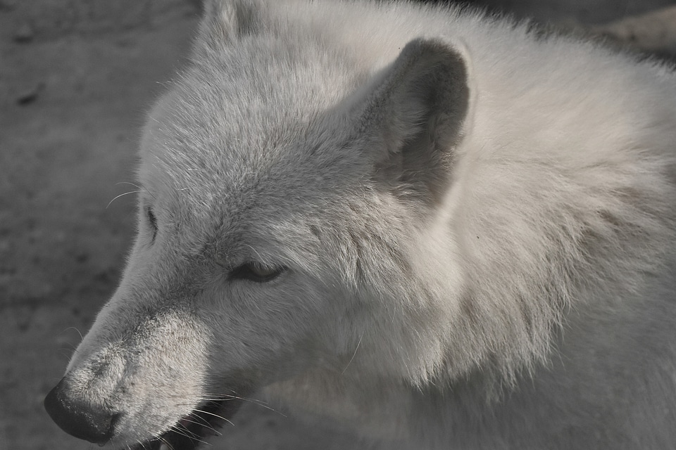 Albino monochrome white