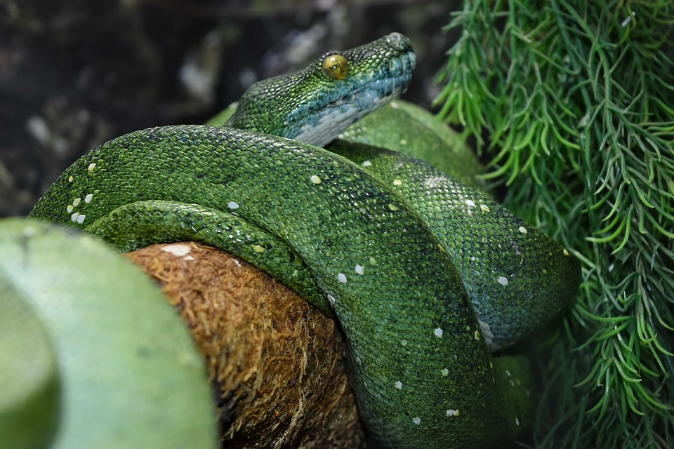Camouflage exotic green snake