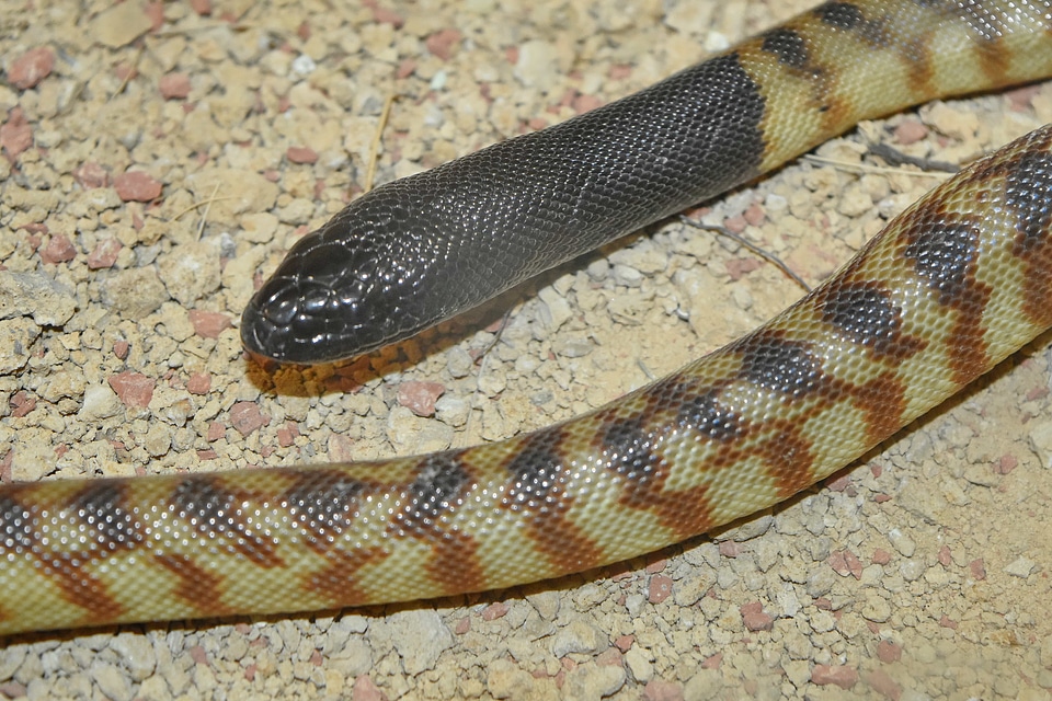 Wildlife reptile king snake