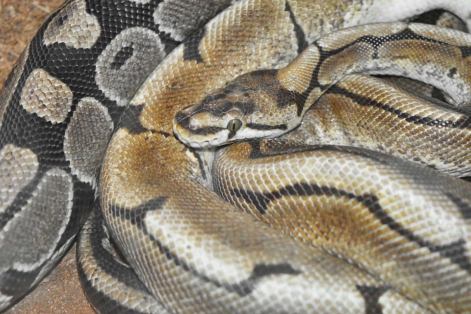 Snake reptile animal