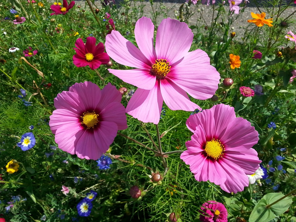 Pink purple flower summer flower