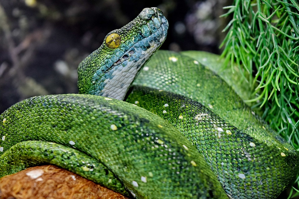 Exotic green snake python