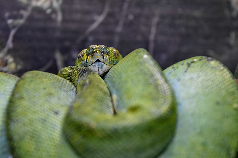 Green Snake python animal