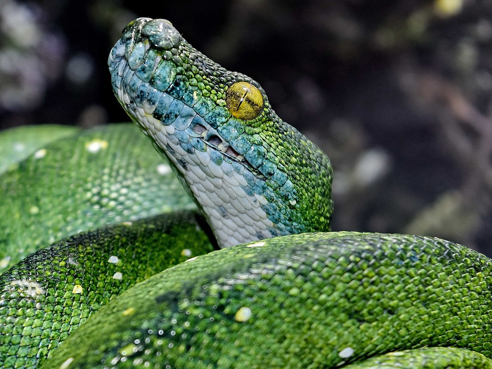 Detail eye green snake