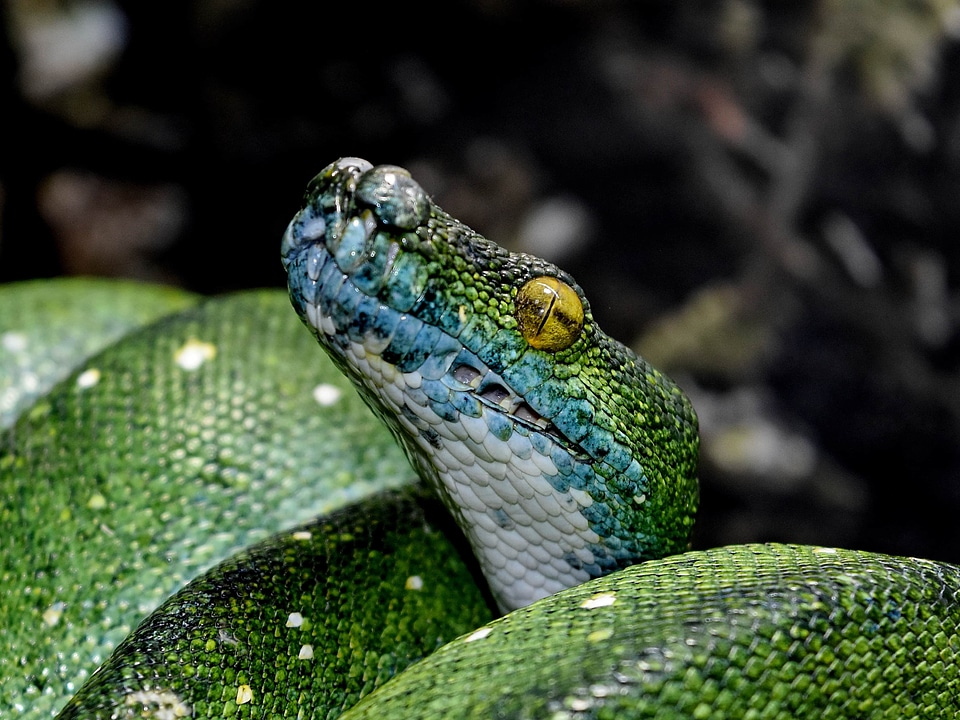 Camouflage dark green head
