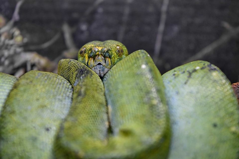 Greenish Yellow predator python