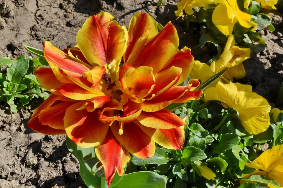 Flower Garden reddish tulips