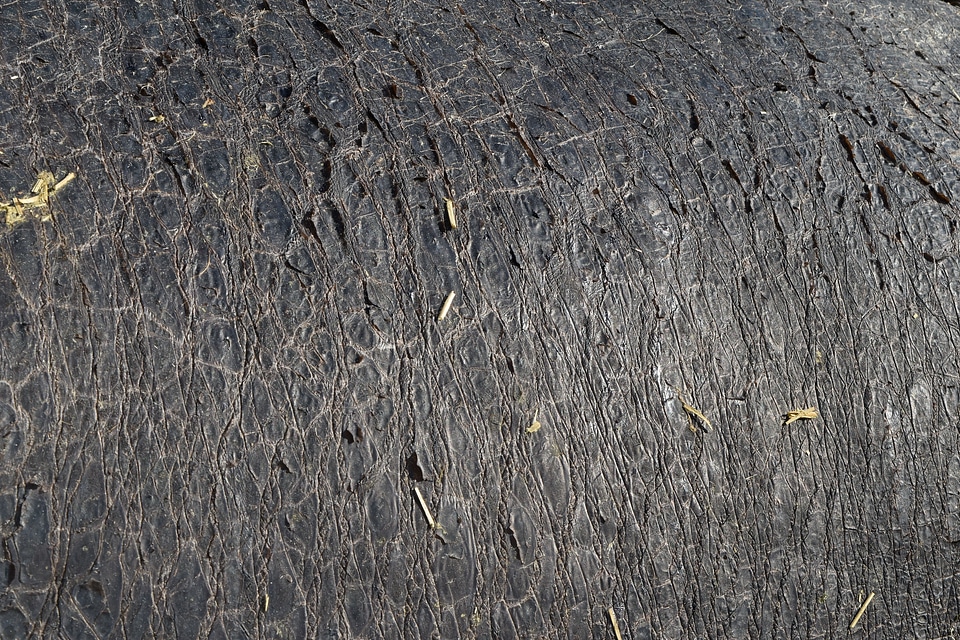 Skin surface pattern