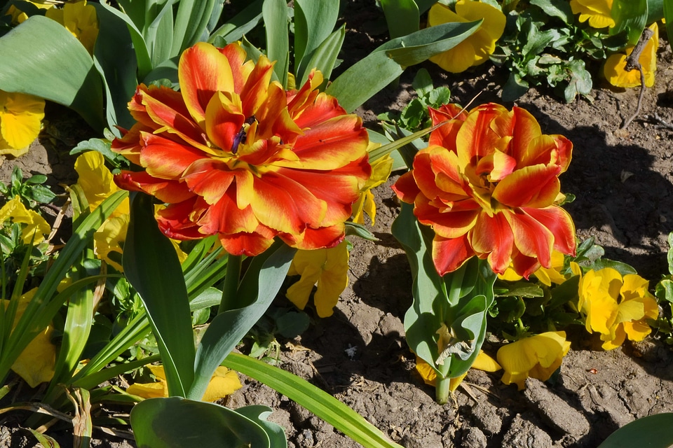 Flower Garden petals red