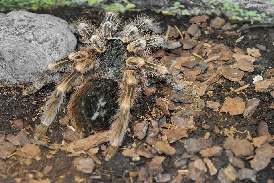 Poison tarantula arachnid