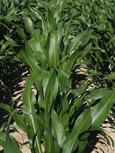 Corn leaves corn green photo