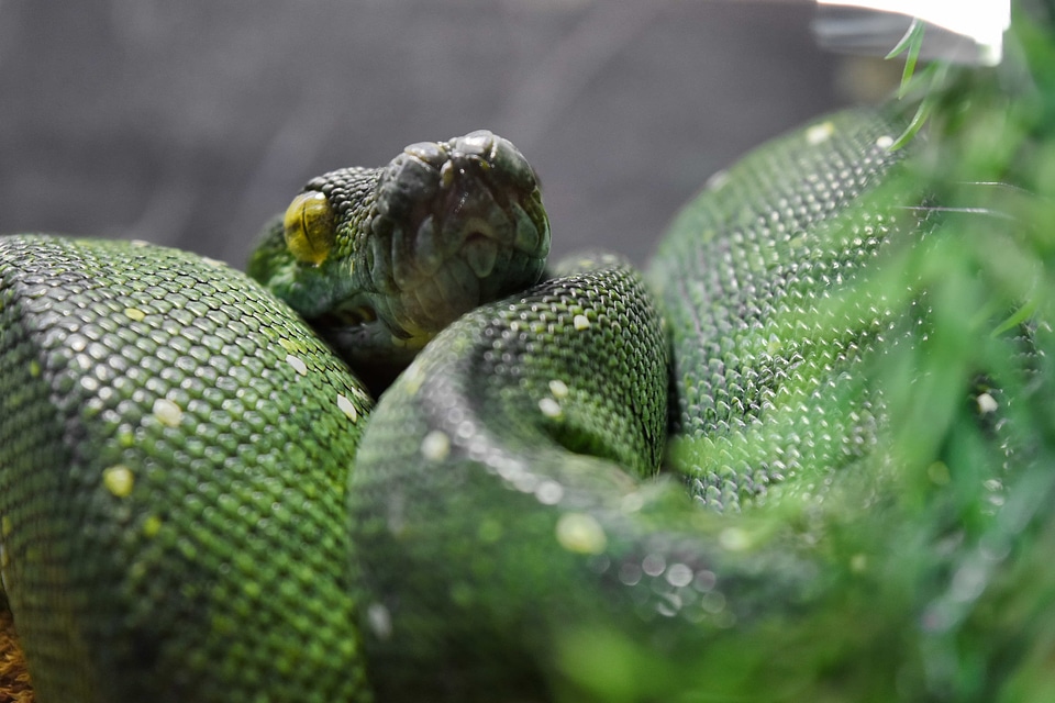 Python rainforest nature