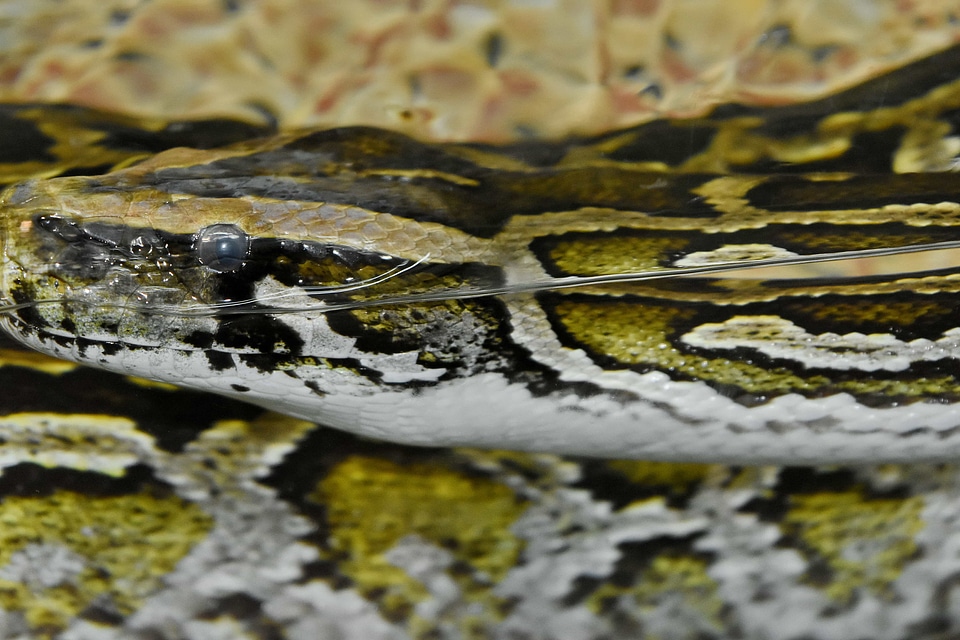 Underwater snake nature