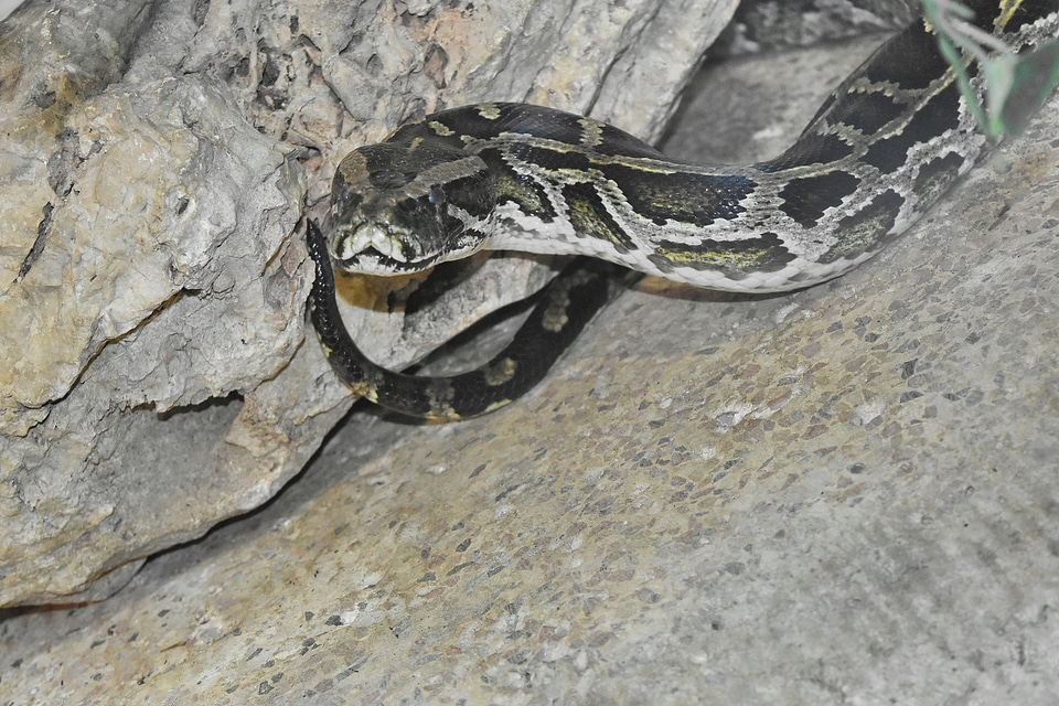 Python snake reptile photo