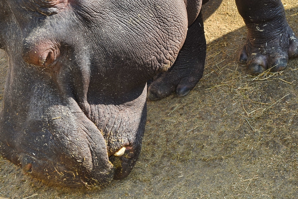 Hippopotamus wildlife safari
