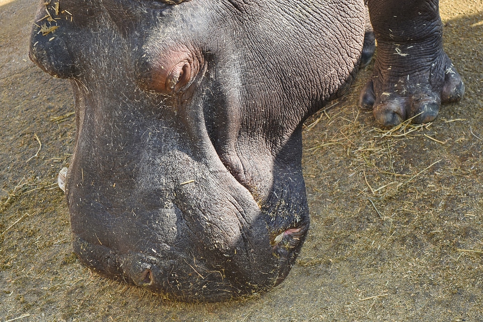 Hippopotamus wildlife nature