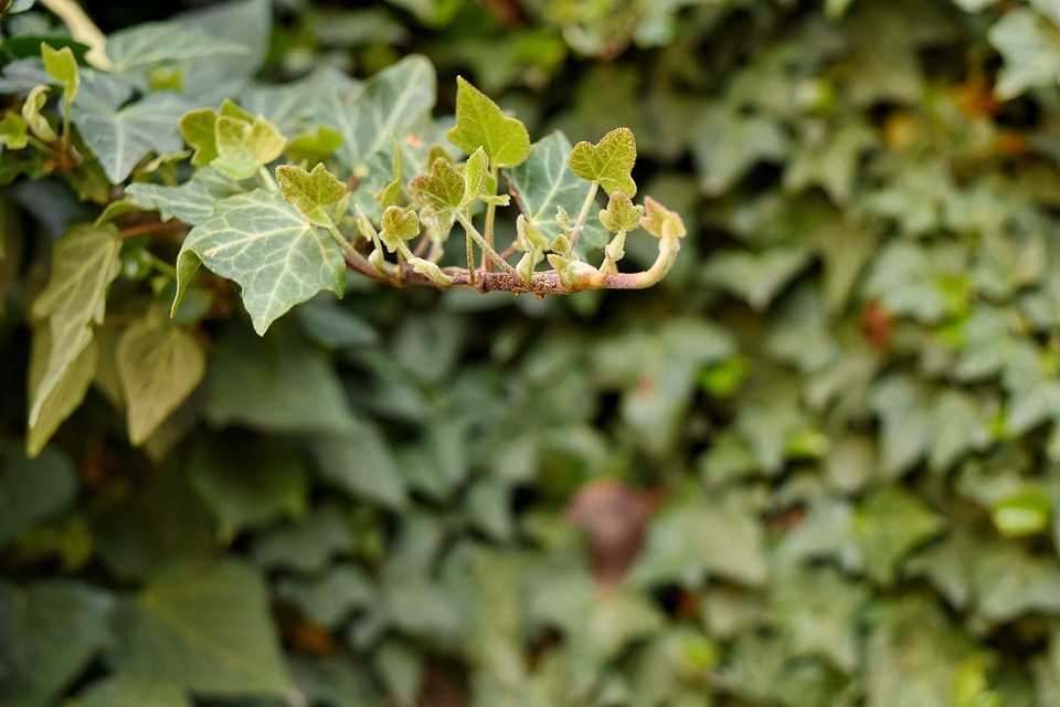 Green Leaves ivy spring time