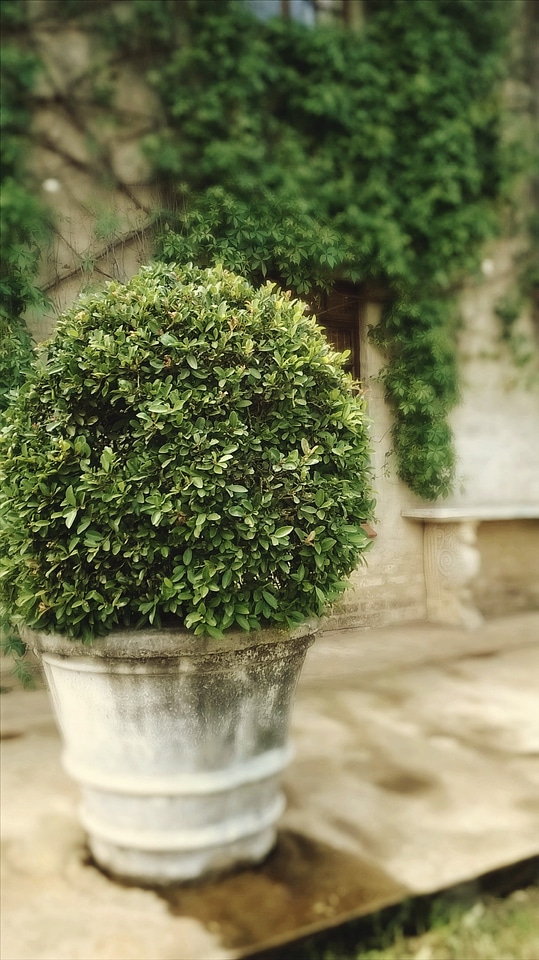 Manicured garden green