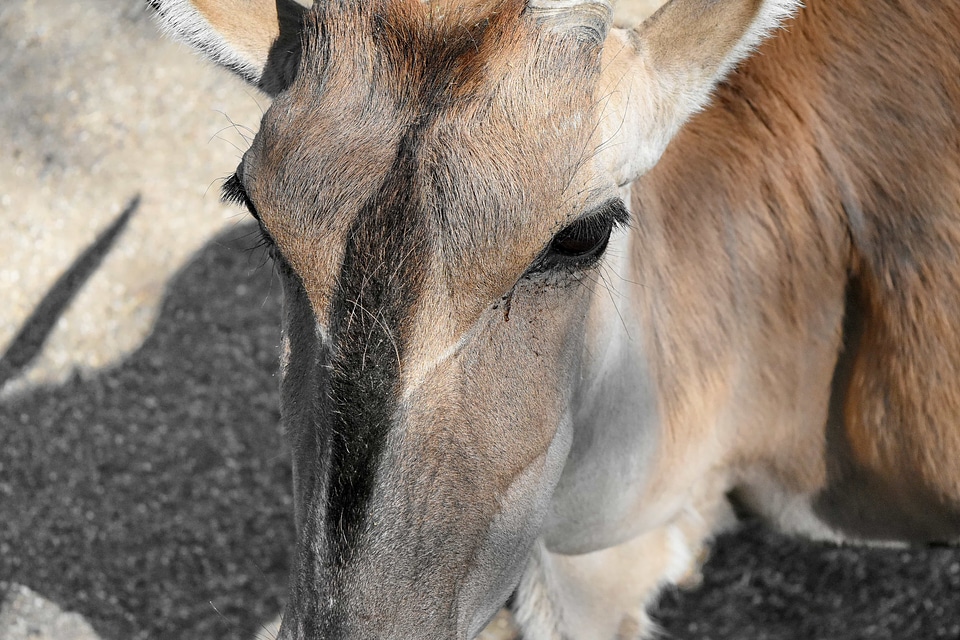 Animal antelope brown