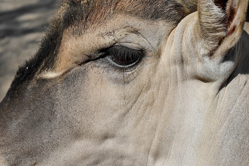 Animal antelope brown