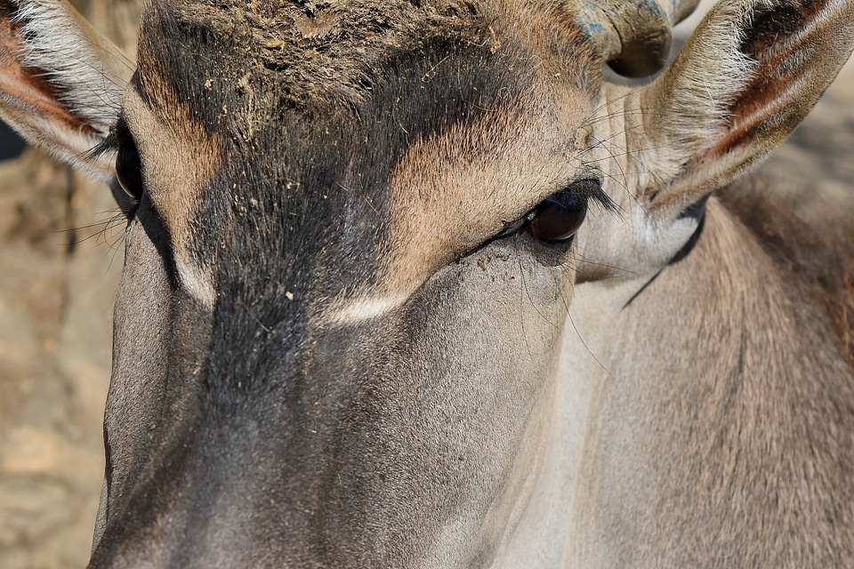 Portrait animal antelope