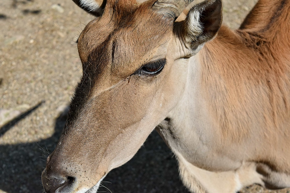 Animal animals antelope