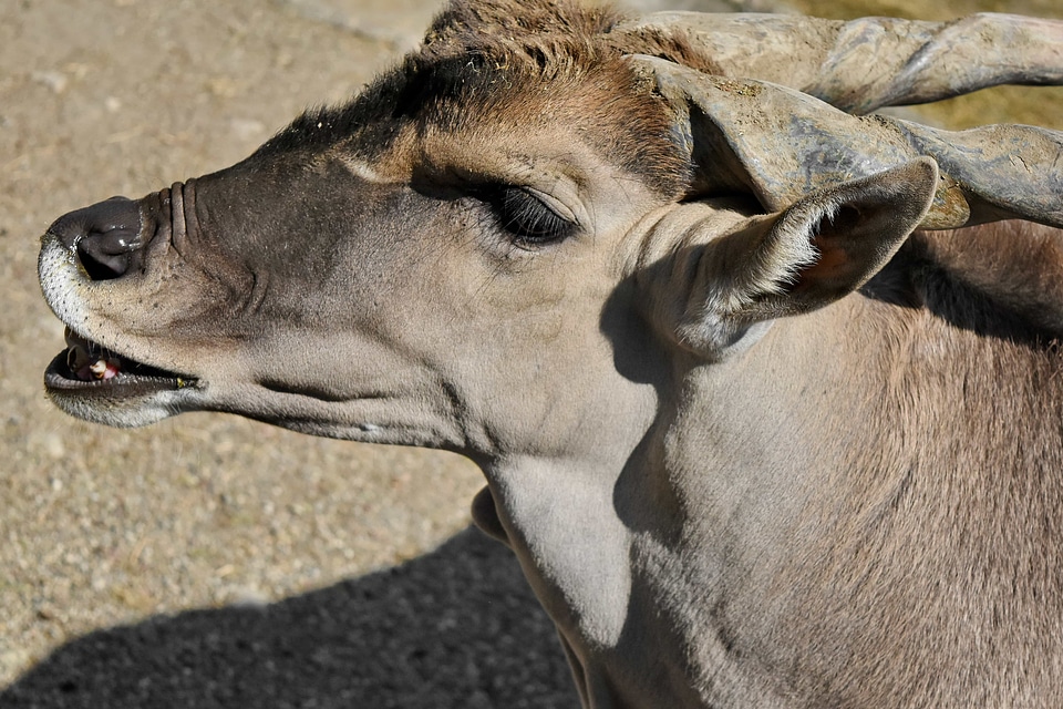 Antelope portrait animal
