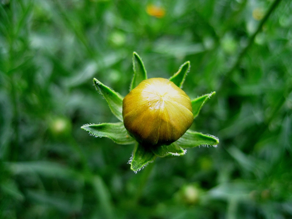 Unopened yellow garden
