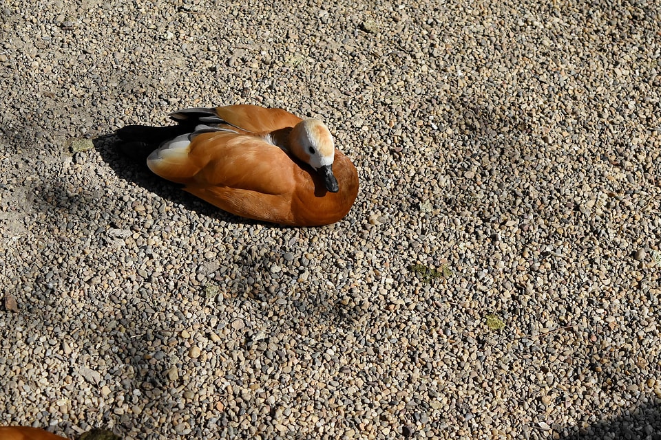 Duck light brown bird