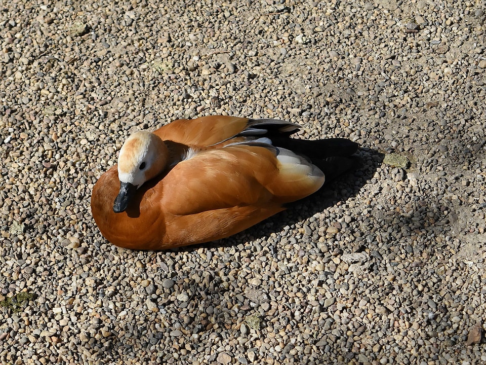 Brown duck animal